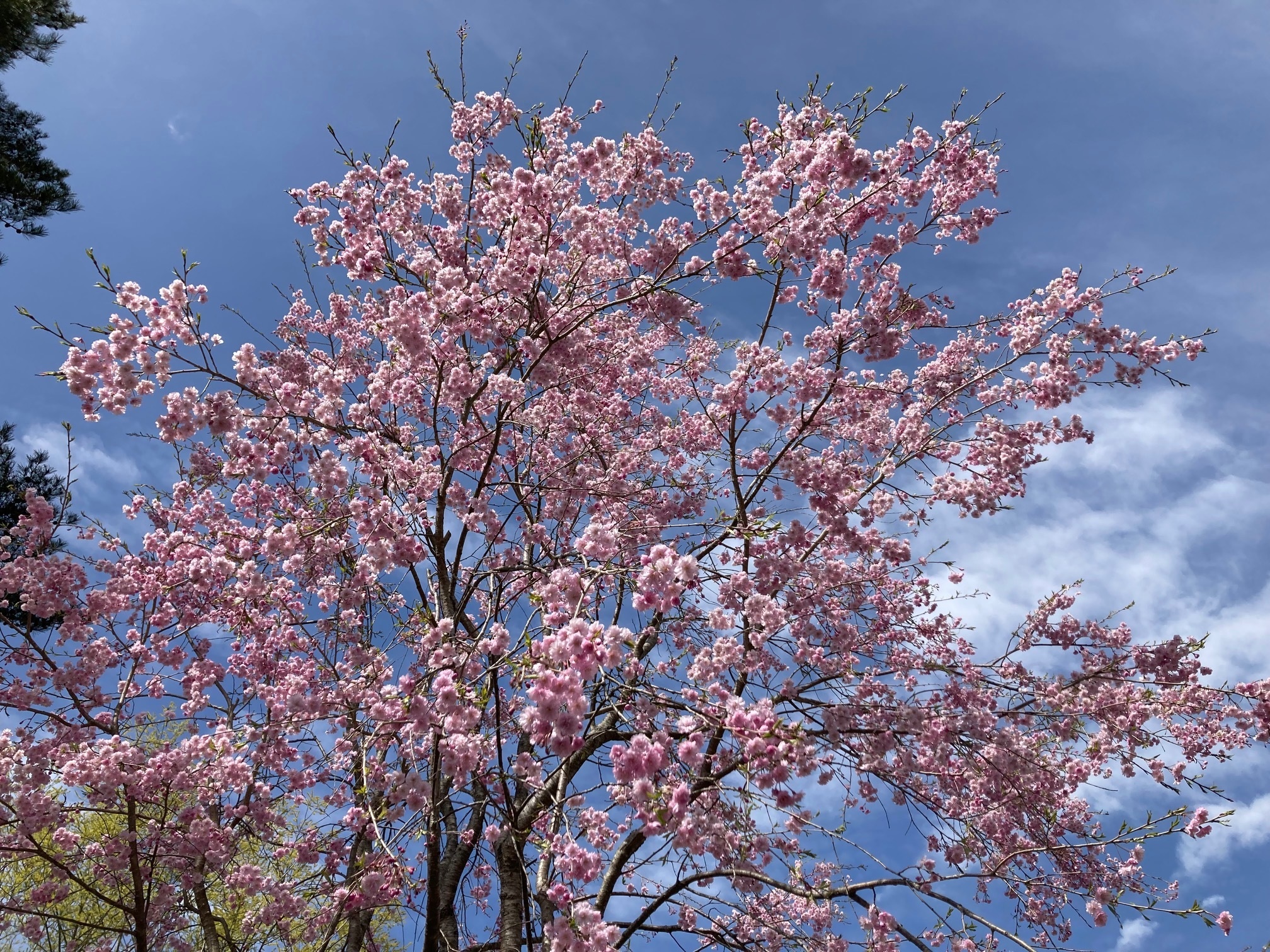 コモロヤエベニシダレザクラの花の写真