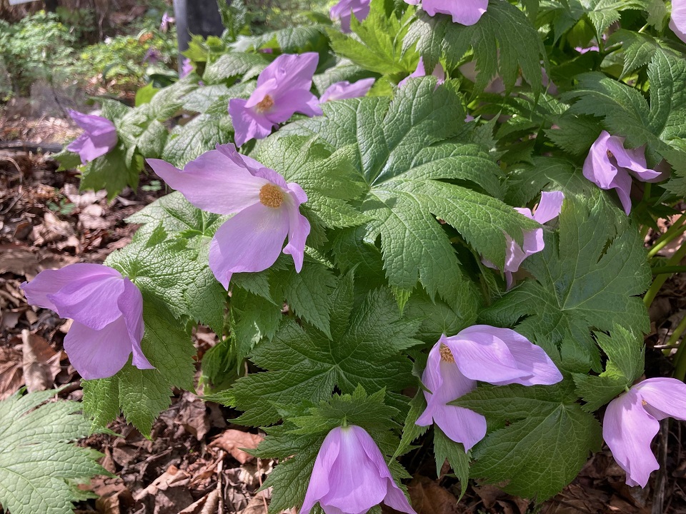 シラネアオイの花の写真