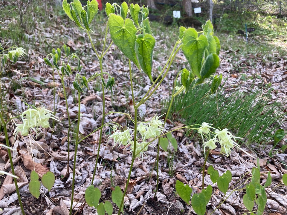 キバナイカリソウの花の写真