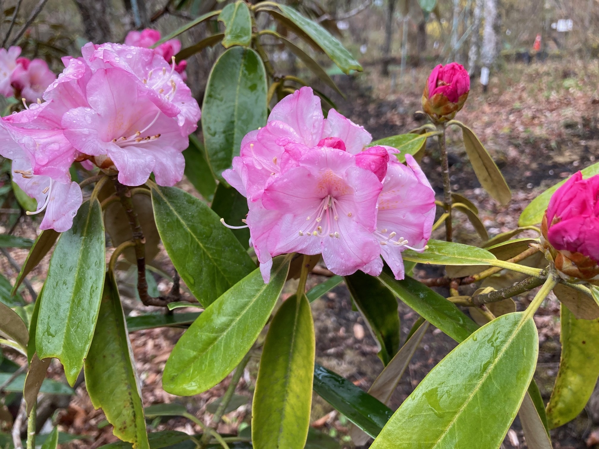 アズマシャクナゲの花の写真