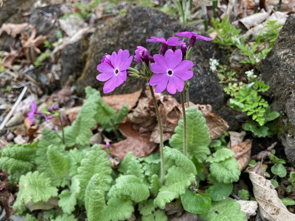 サクラソウの花の写真