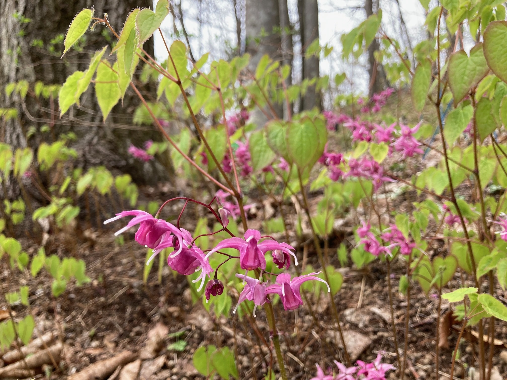 イカリソウの花の写真