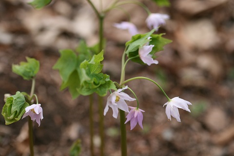 トガクシソウの花の写真