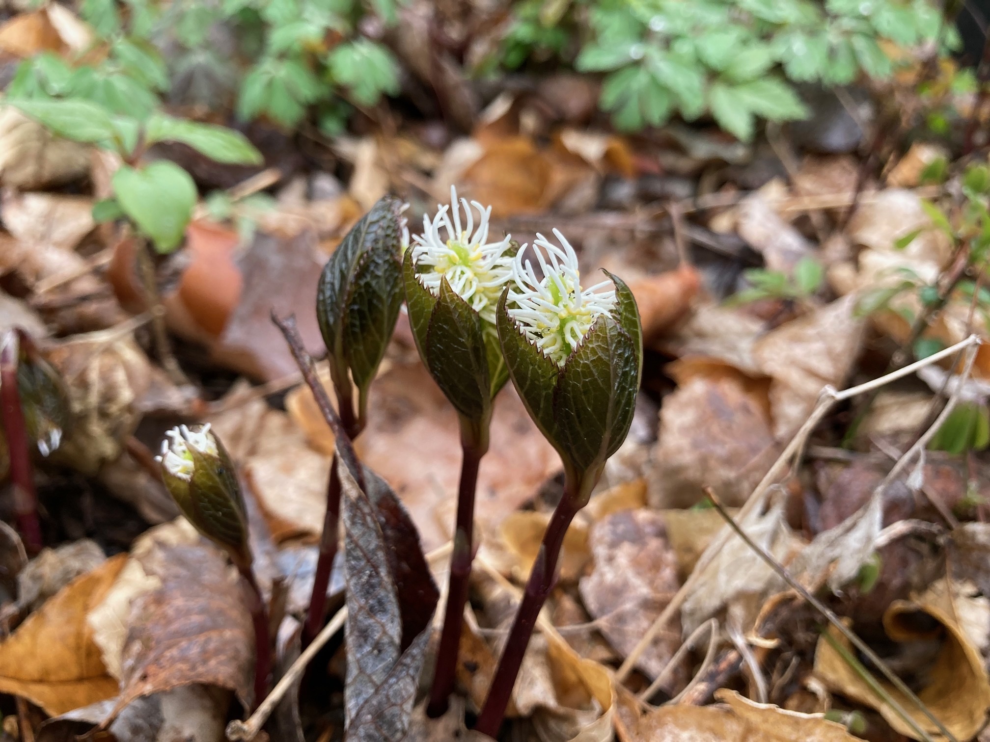 ヒトリシズカの花の写真