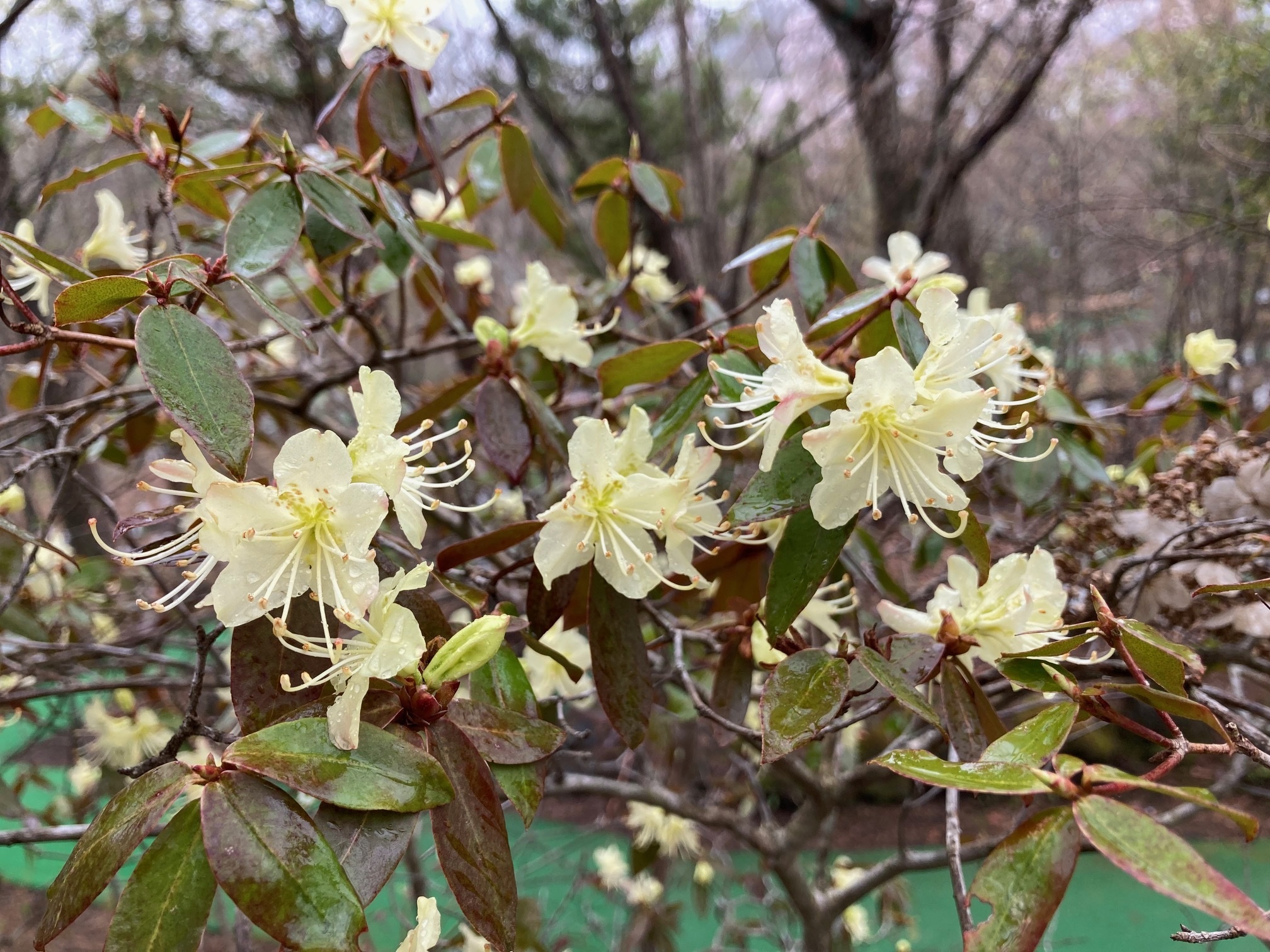 ヒカゲツツジの花の写真
