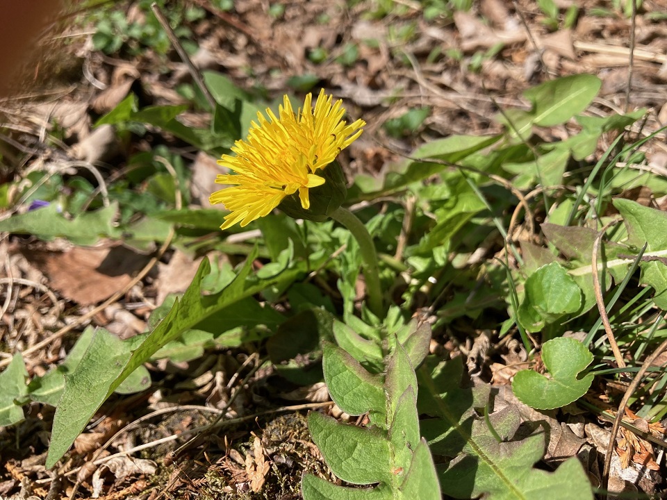 シナノタンポポの花の写真
