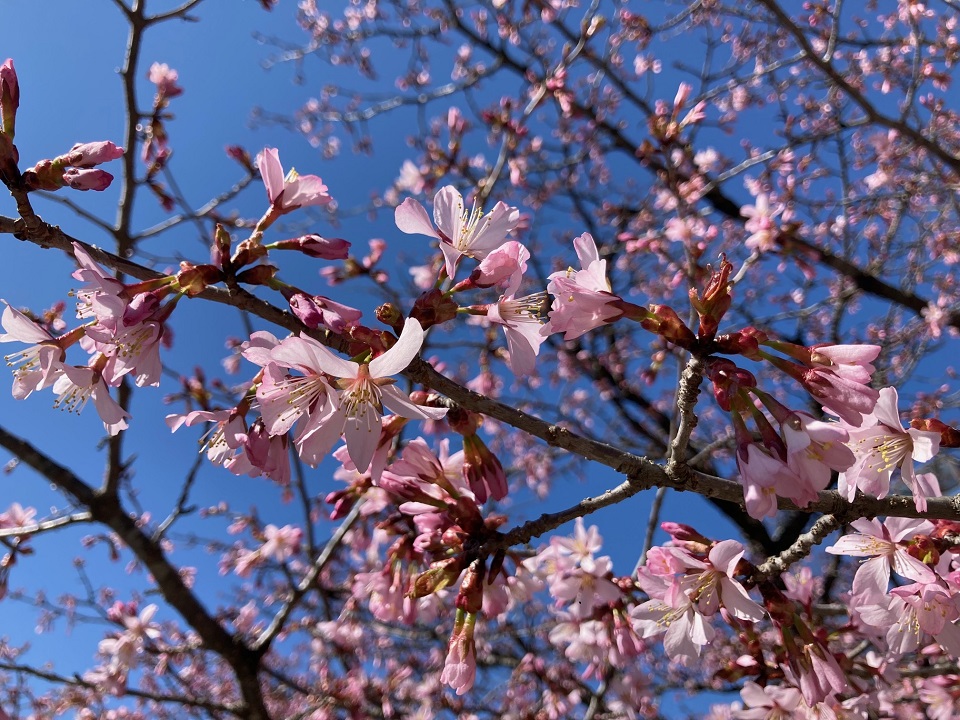 オオヤマザクラの花の写真