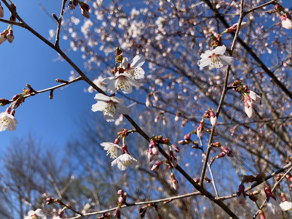 マメザクラの花の写真