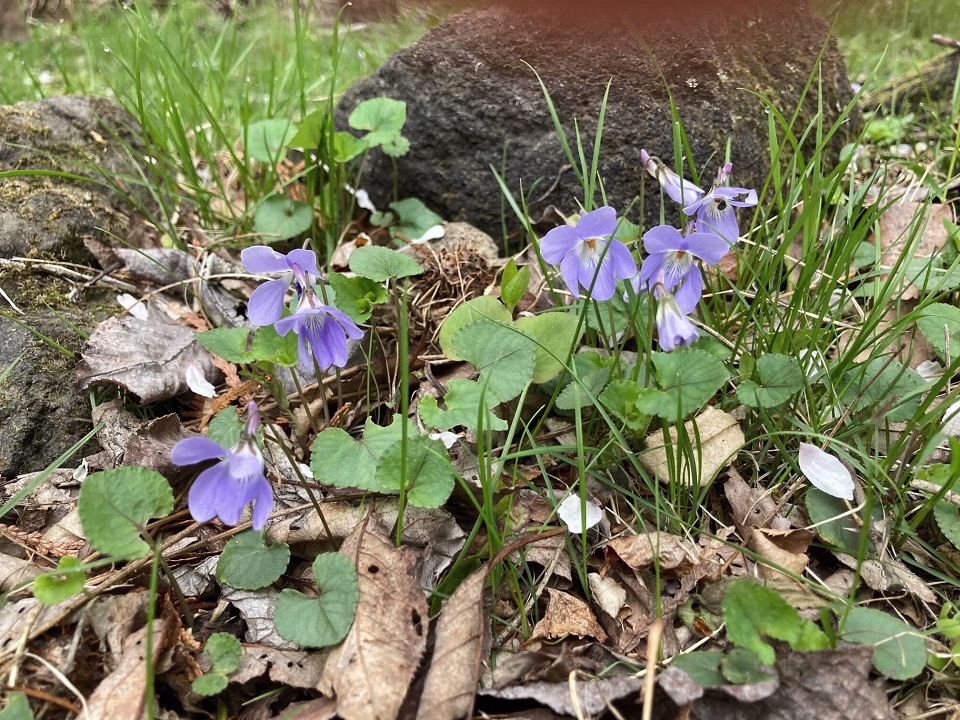 タチツボスミレの花の写真