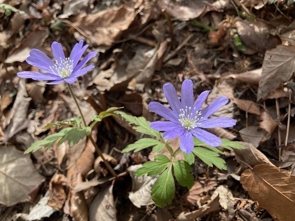 キクザキイチゲの花の写真
