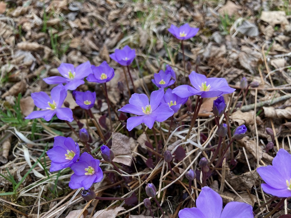 タツタソウの花の写真