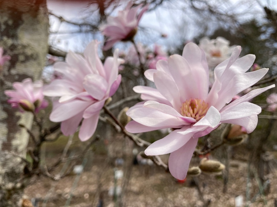 ワダコブシの花の写真