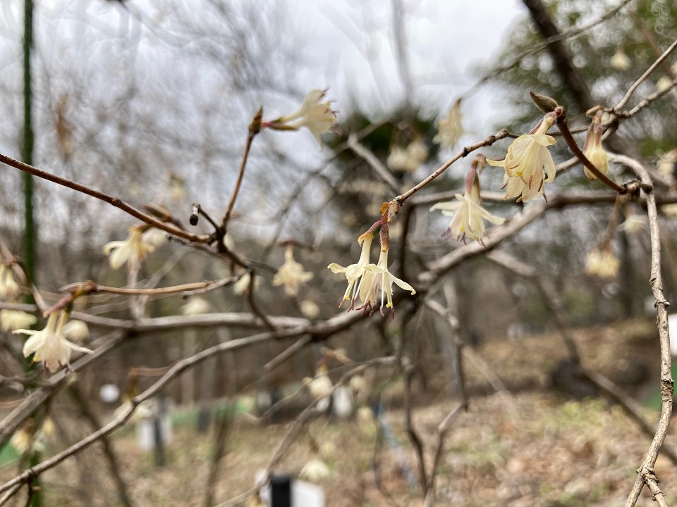 ハヤザキヒョウタンボクの花の写真
