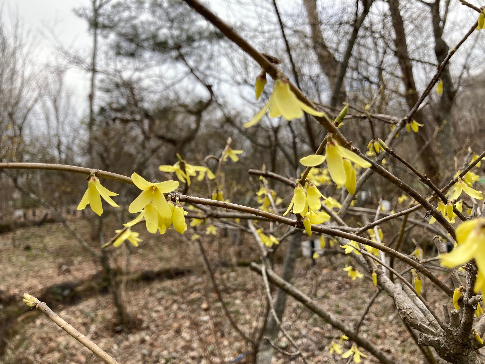 ヤマトレンギョウの花の写真