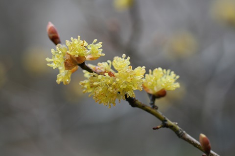 ダンコウバイの花の写真