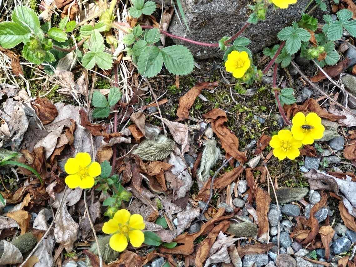 ミツバツチクリの画像