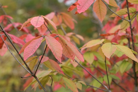 メグスリノキの紅葉の写真