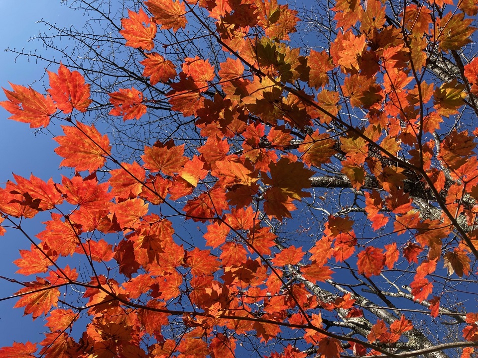 ハウチワカエデの紅葉の写真