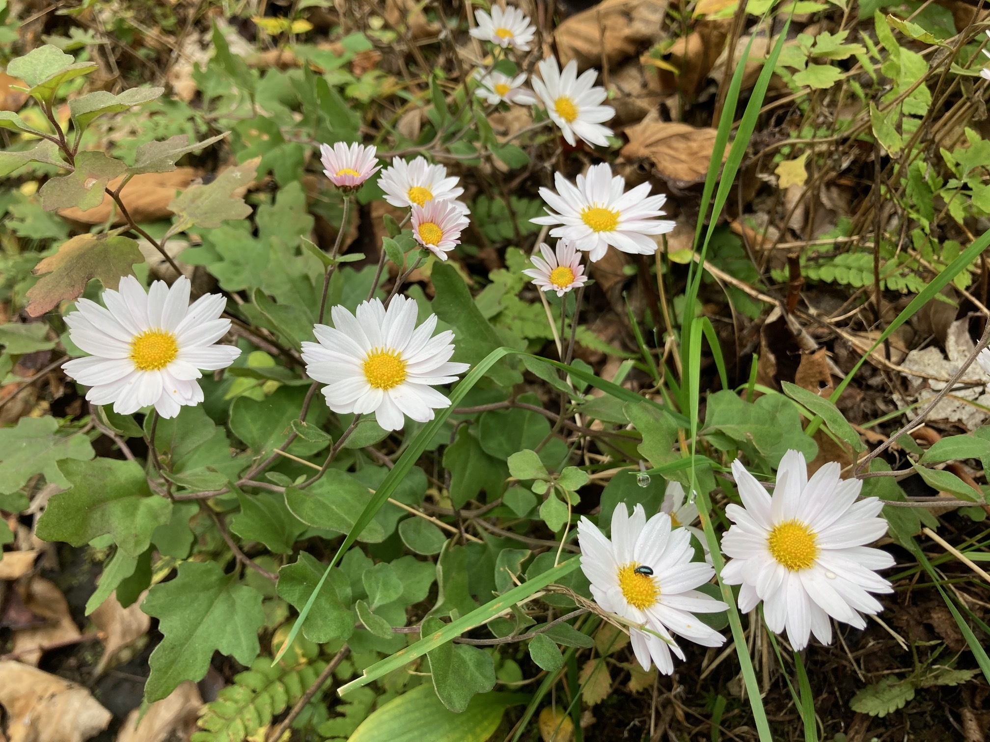 リュウノウギクの花の写真