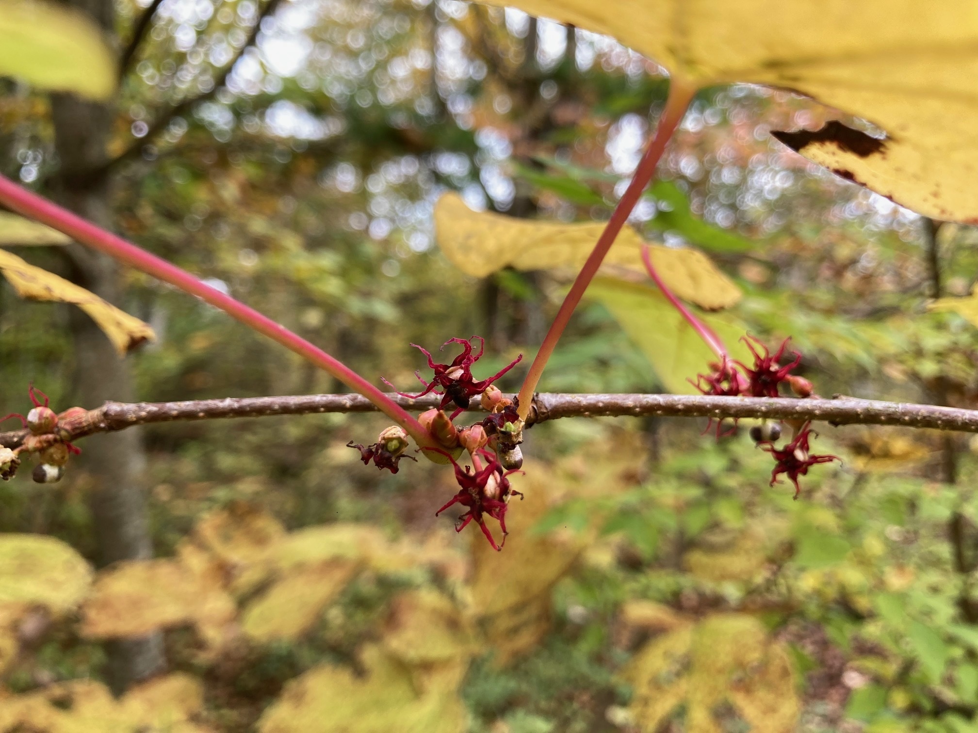 マルバノキの花の写真