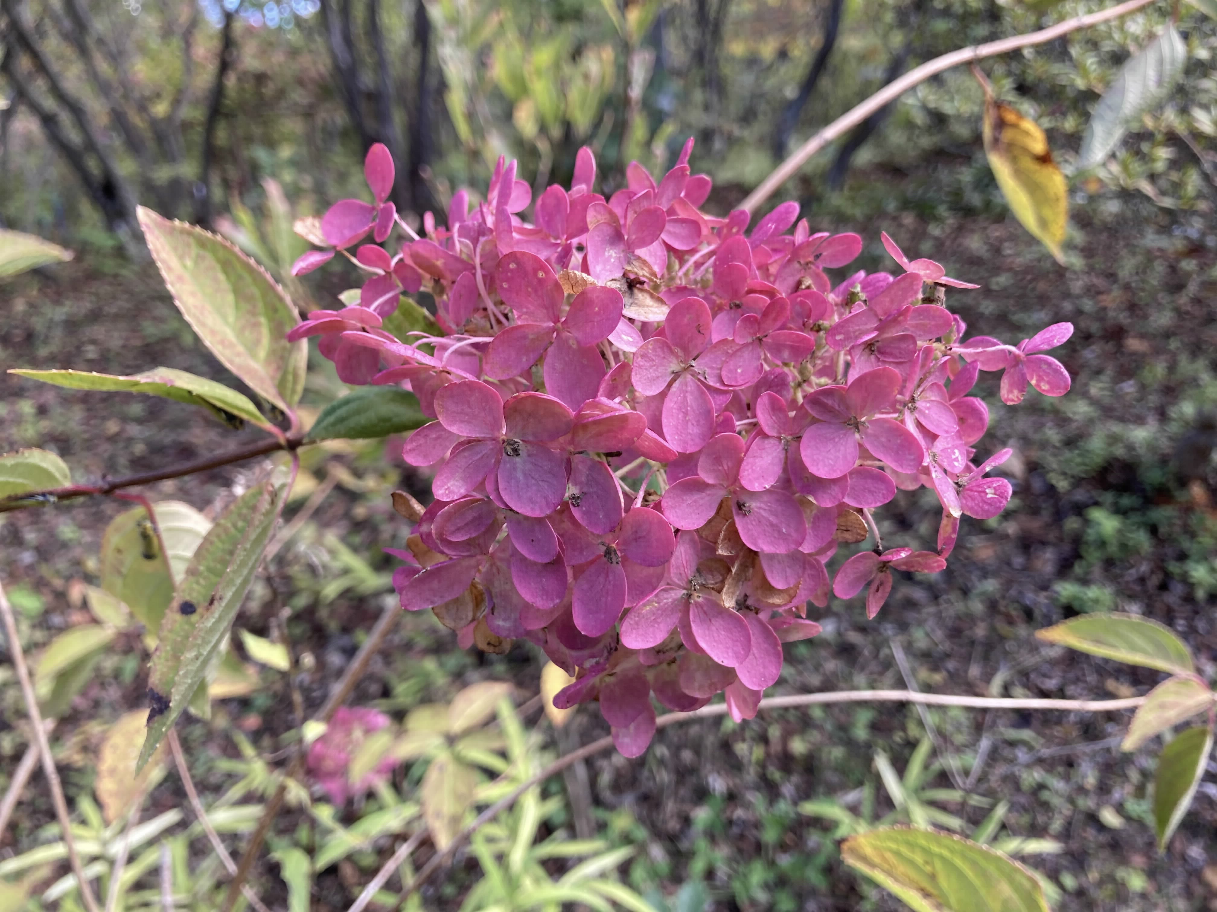 ミナヅキの花の写真