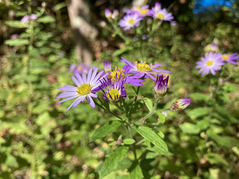 コンギクの花の写真