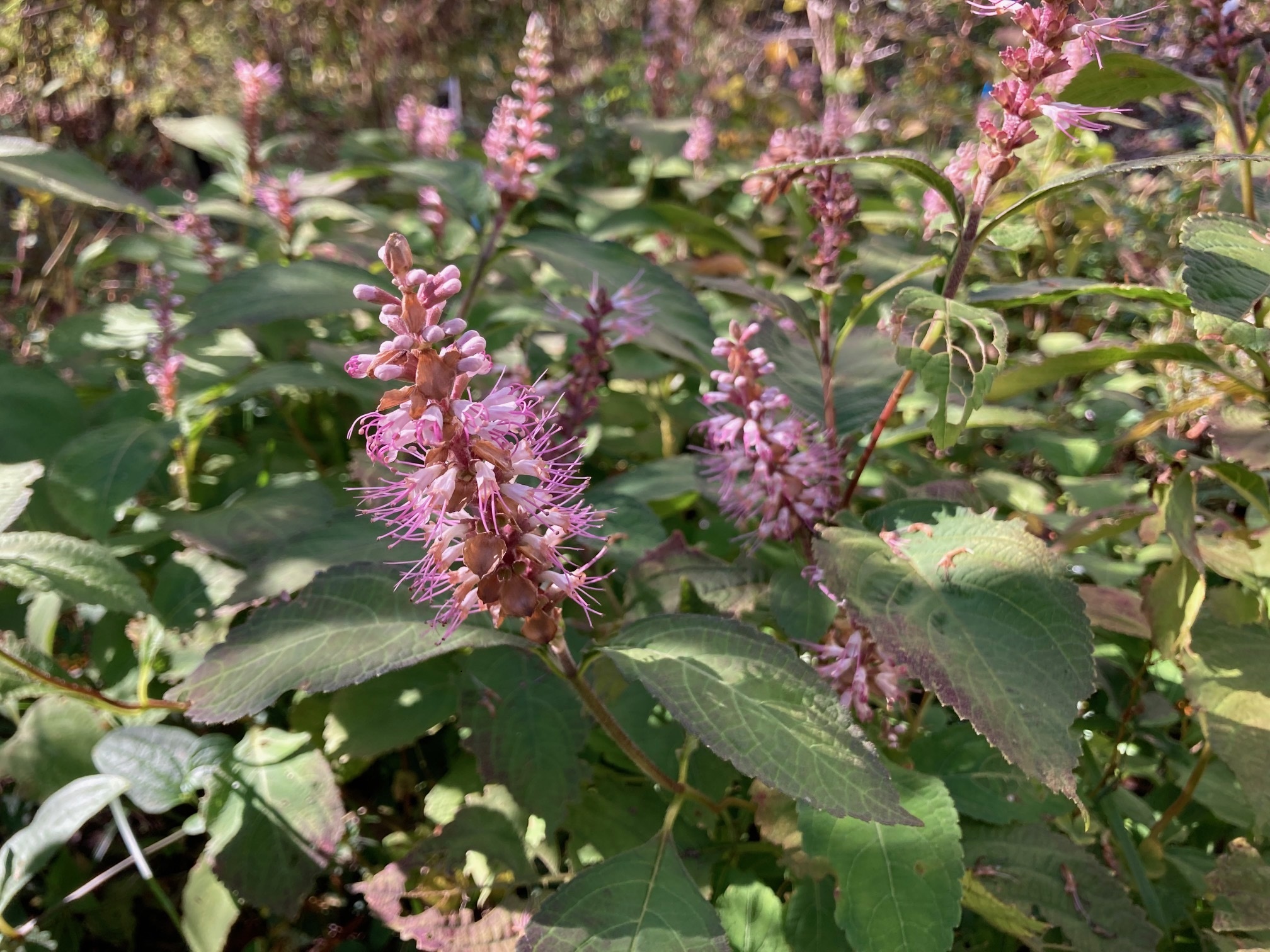 ミカエリソウの花の写真
