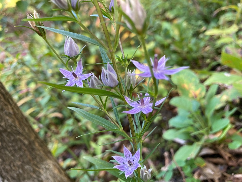 ムラサキセンブリの花の写真