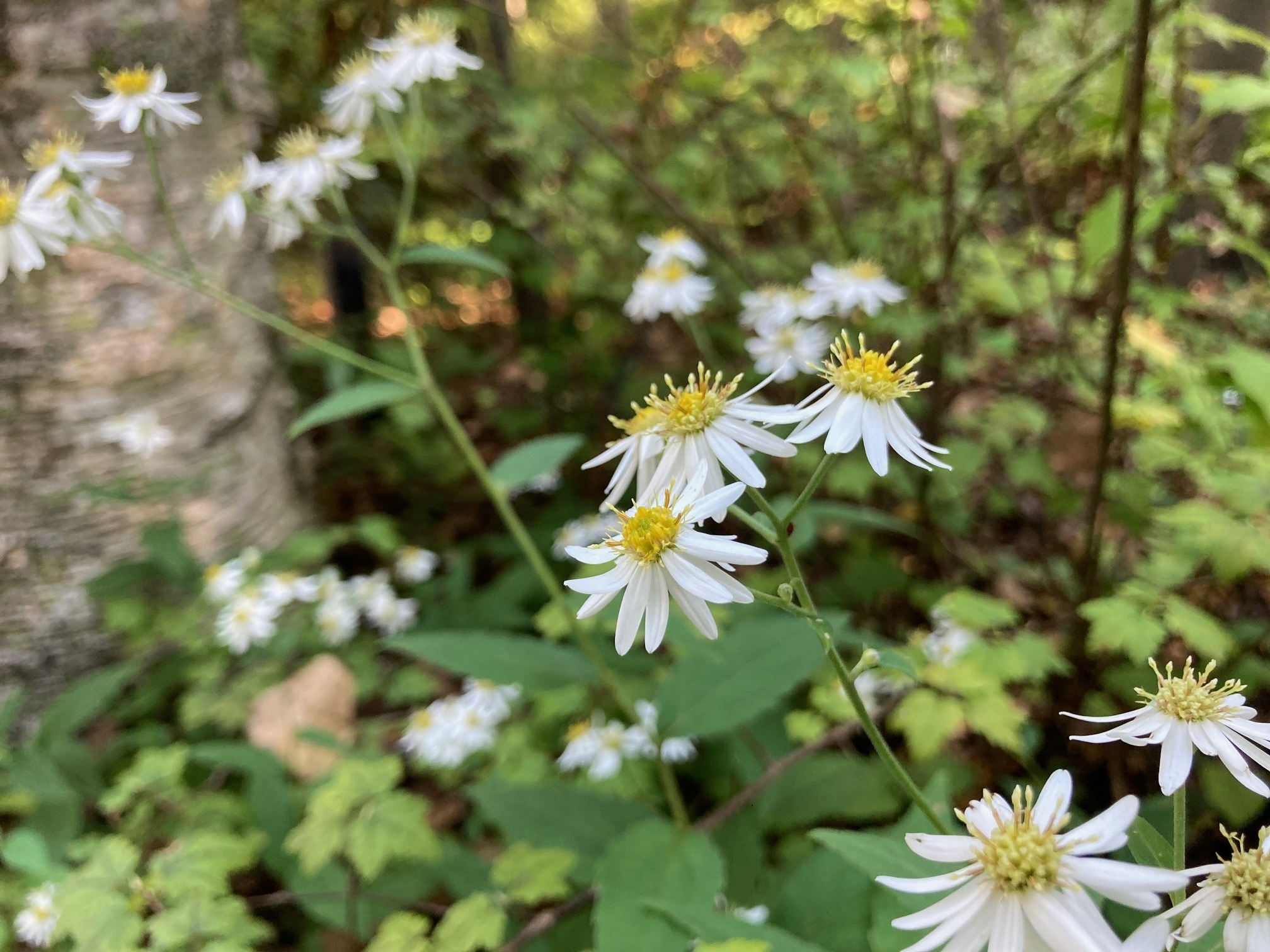 ヤマシロギクの花の写真