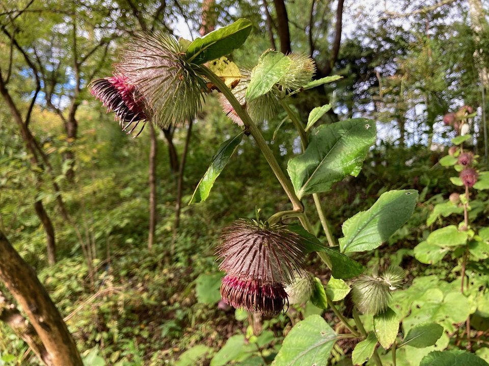 オヤマボクチの花の写真