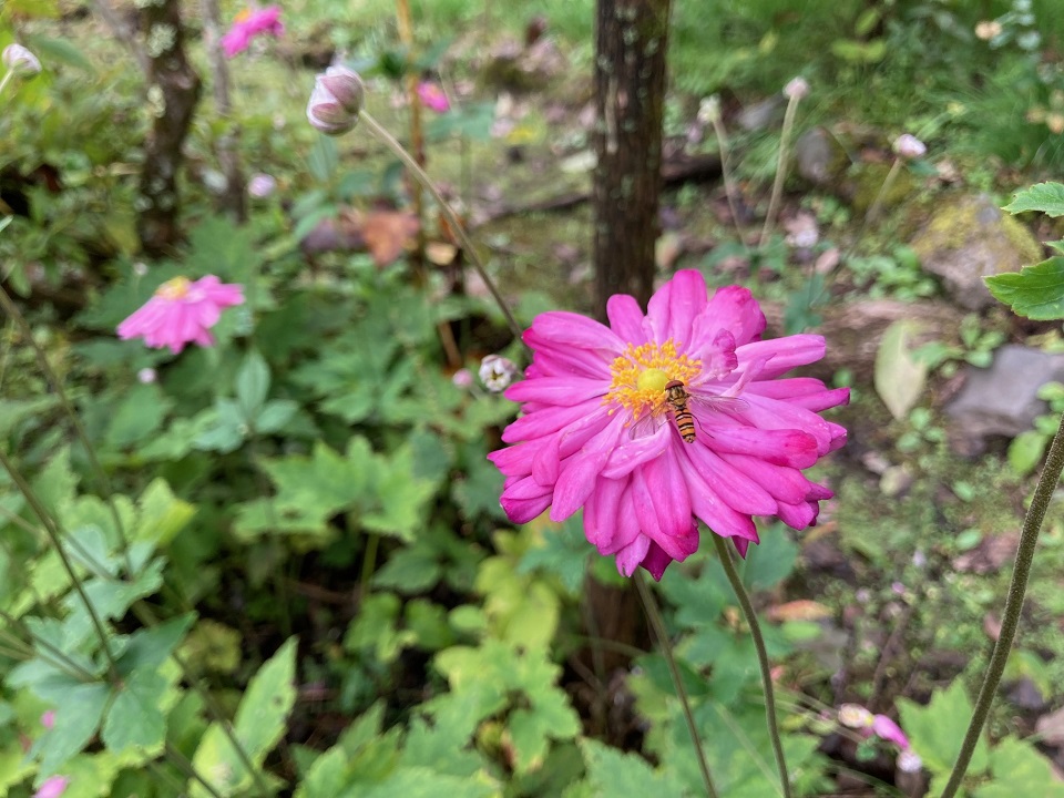シュウメイギクの花の写真