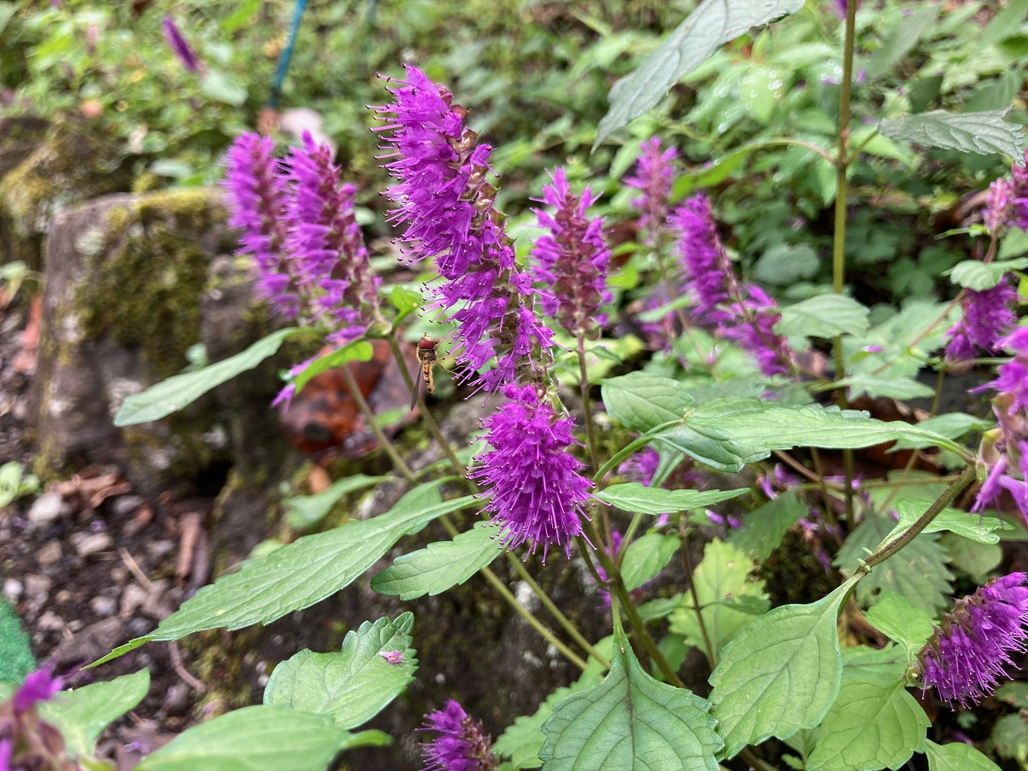 ニシキコウジュの花の写真