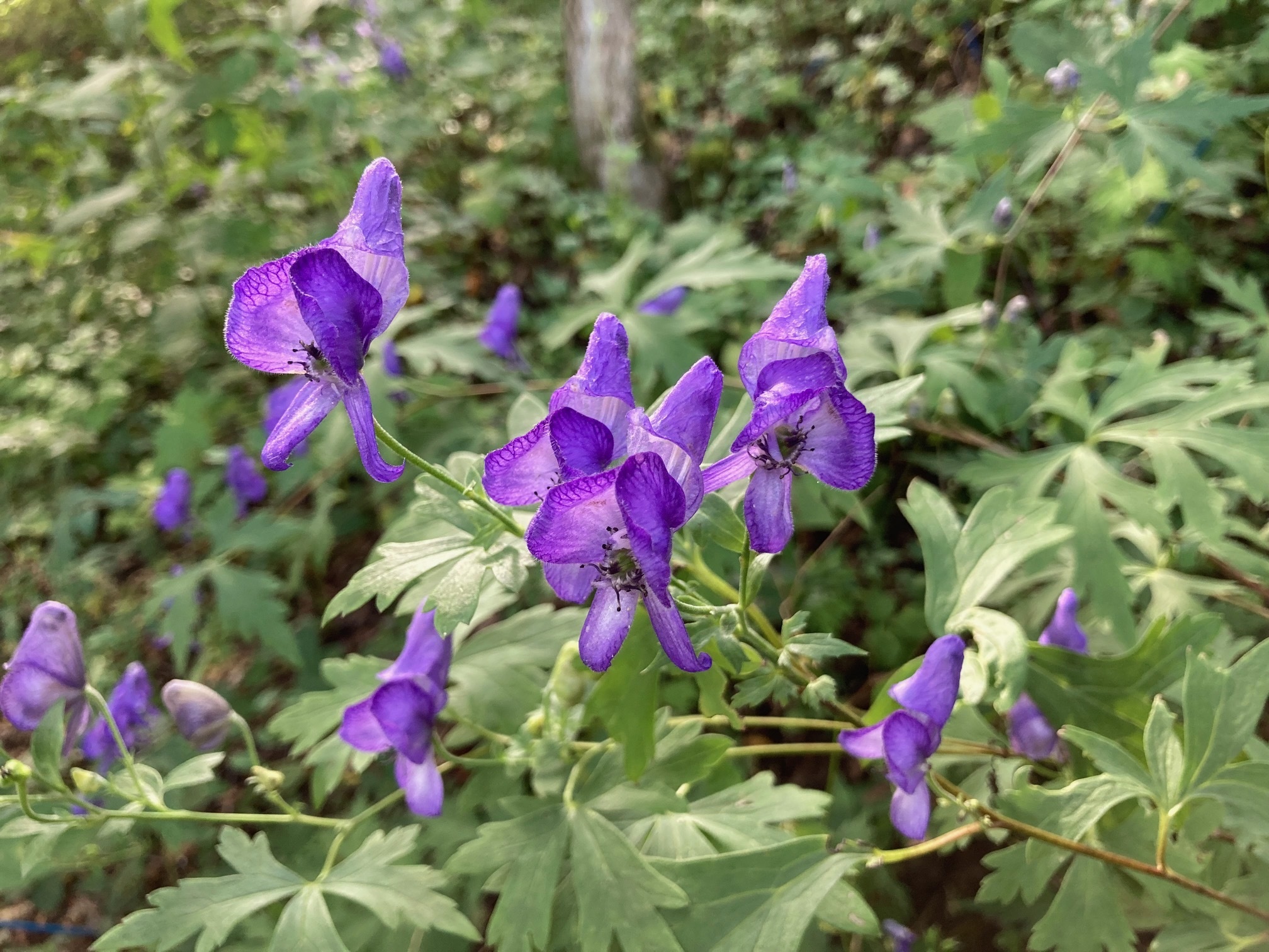 ヤマトリカブトの花の写真