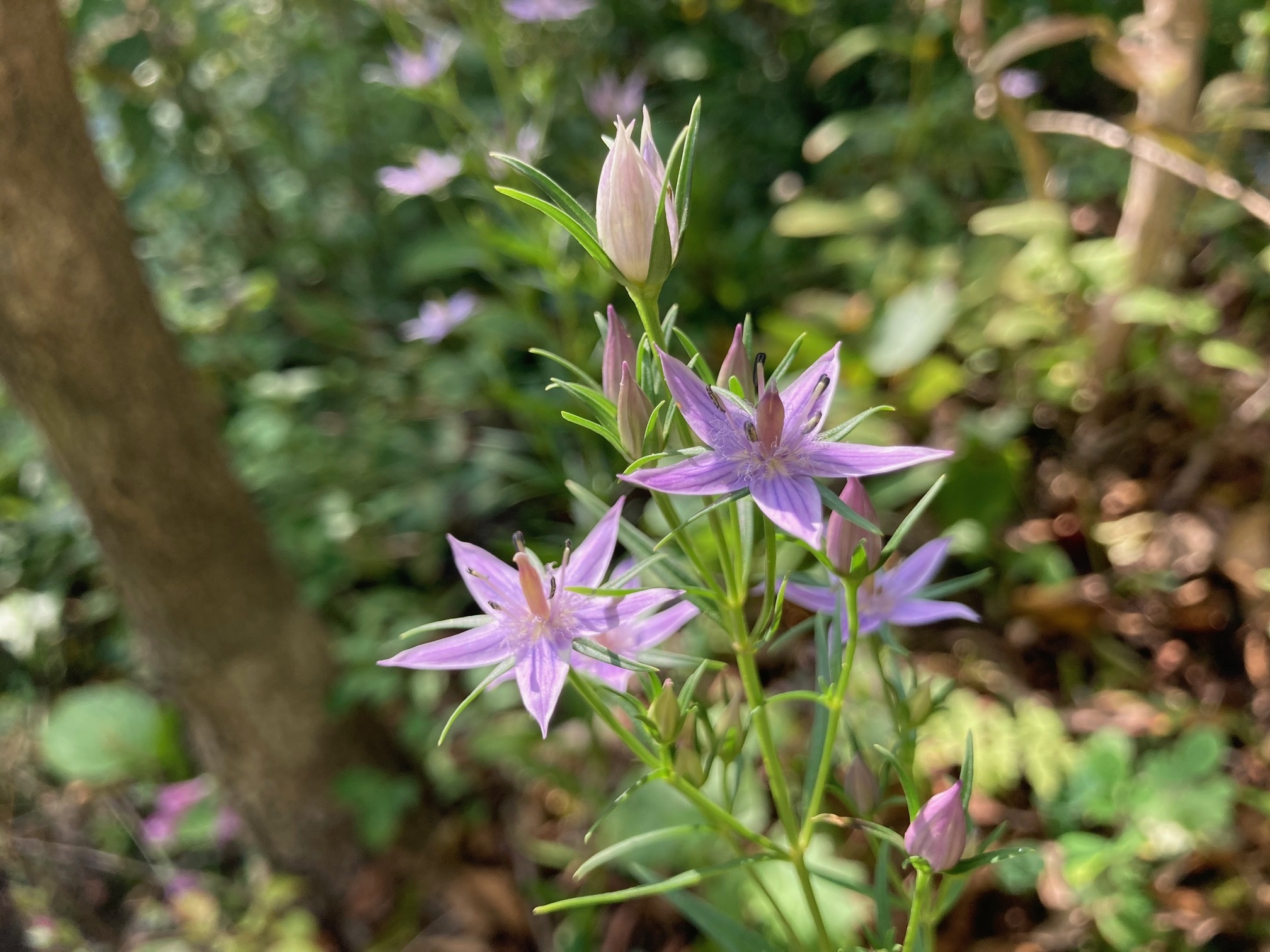 ムラサキセンブリの花の写真