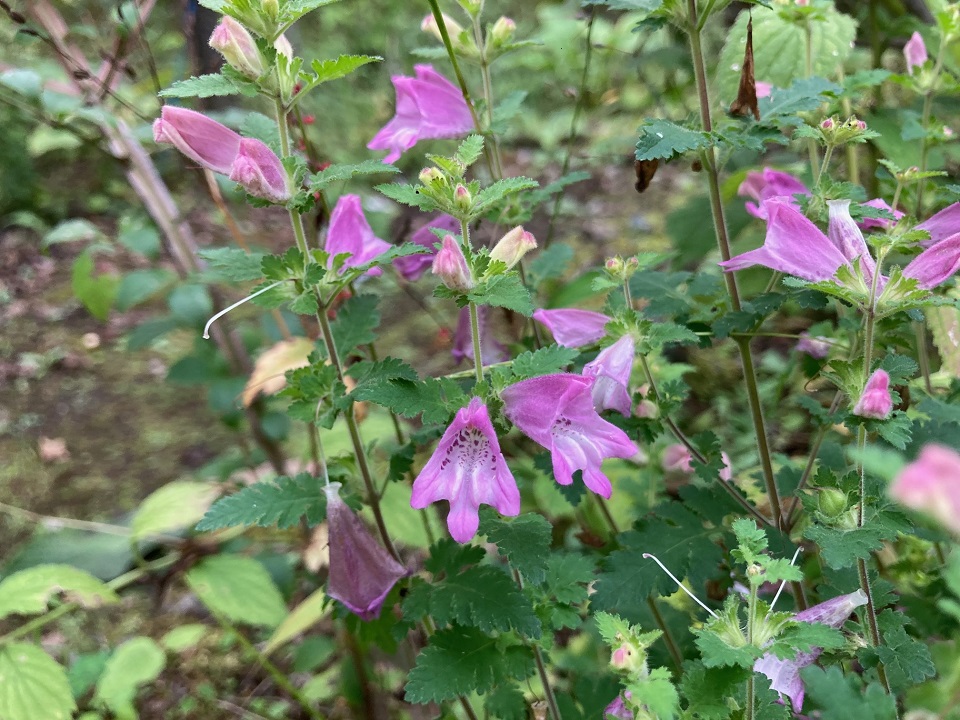 コシオガマの花の写真