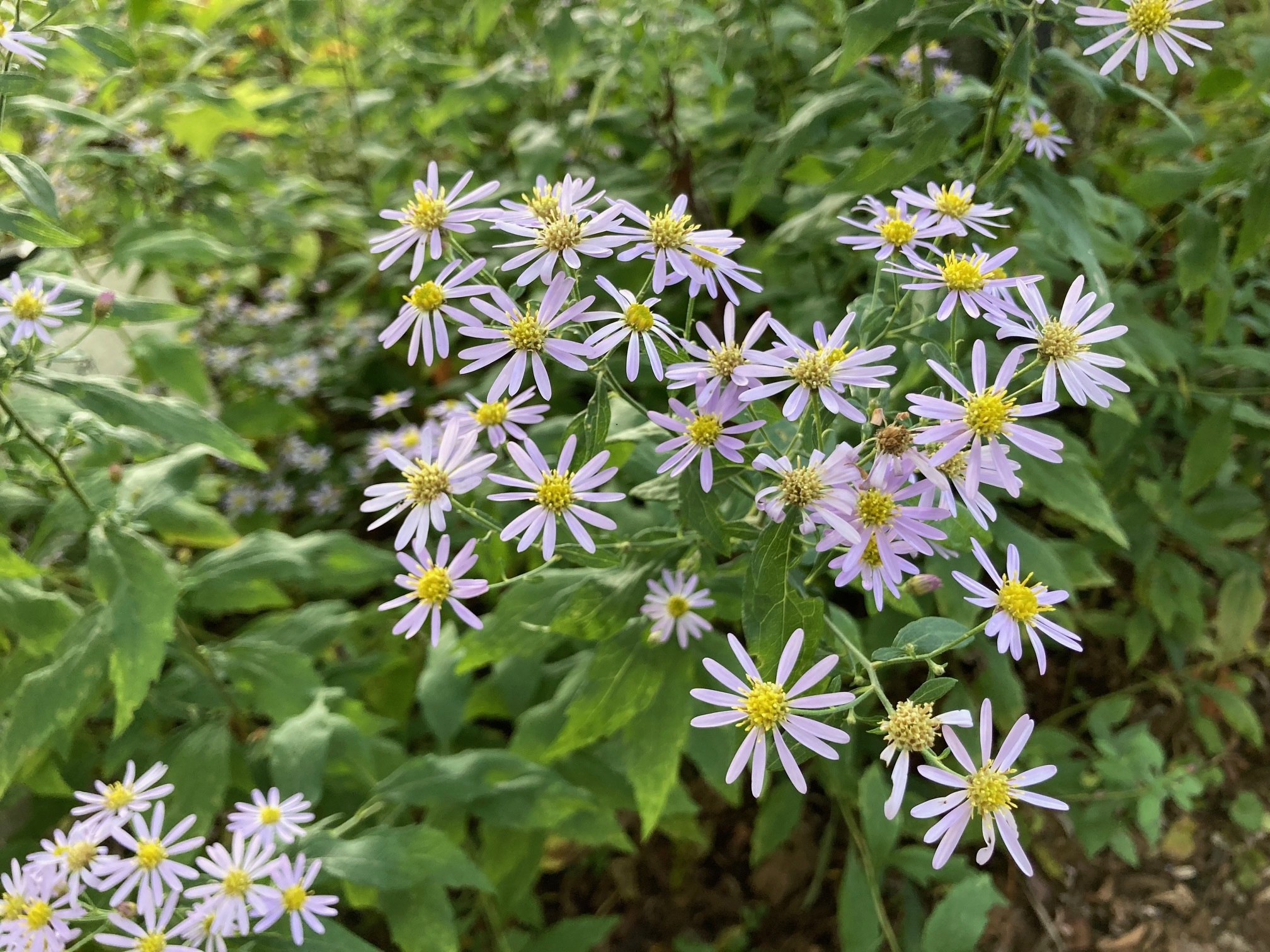 ノコンギクの花の写真
