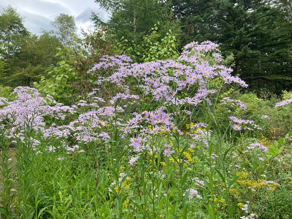 シオンの花の写真