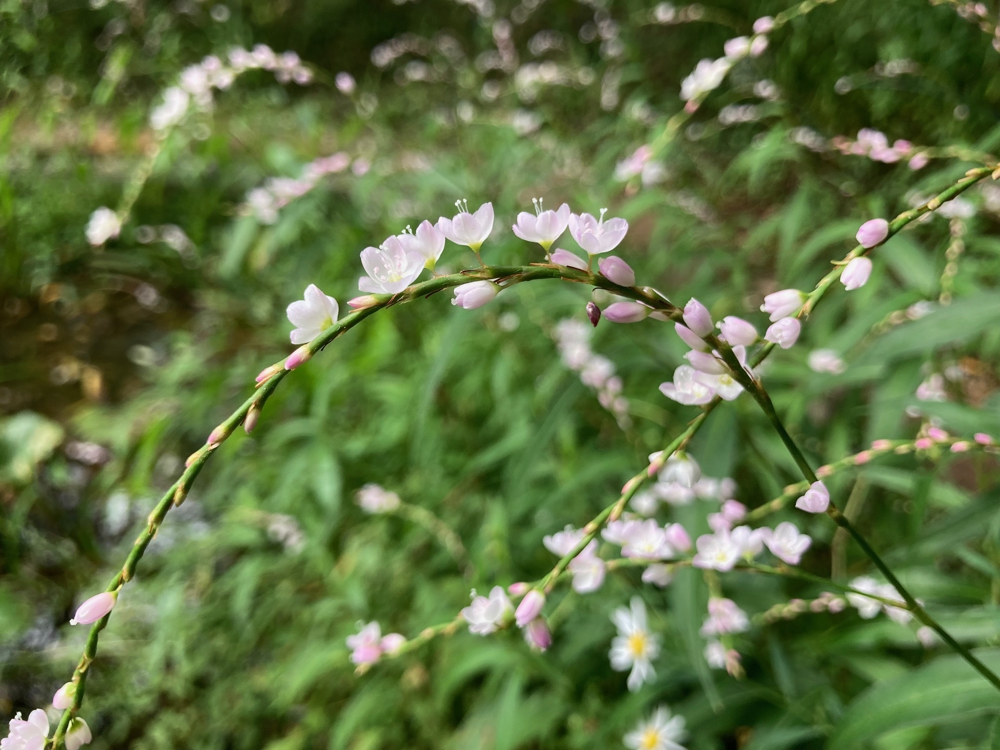 サクラタデの花の写真