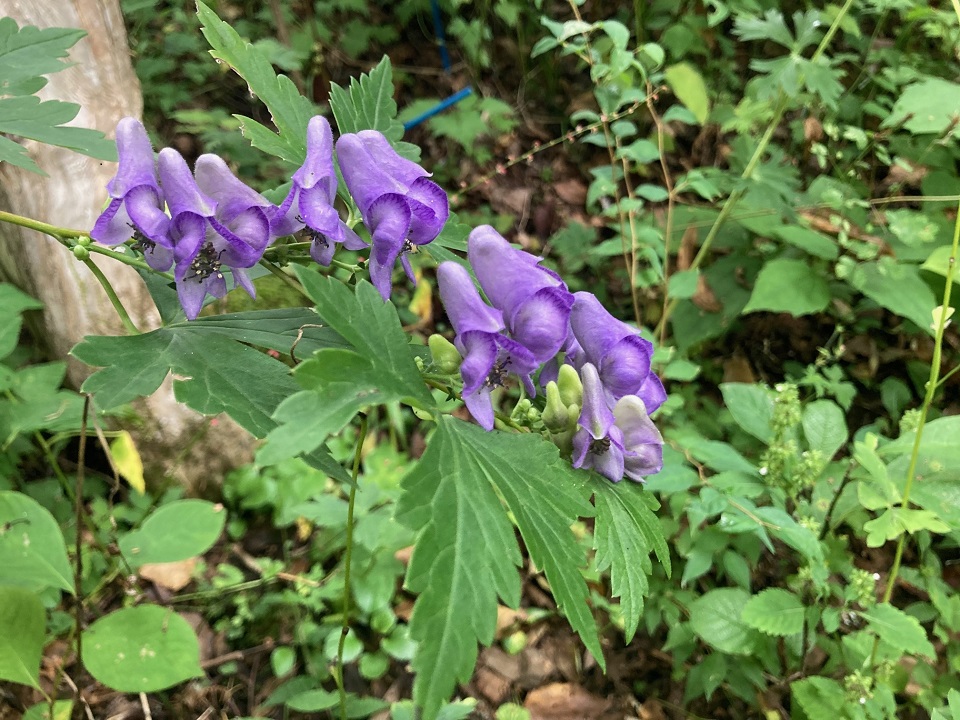 ヤマトリカブトの花の写真