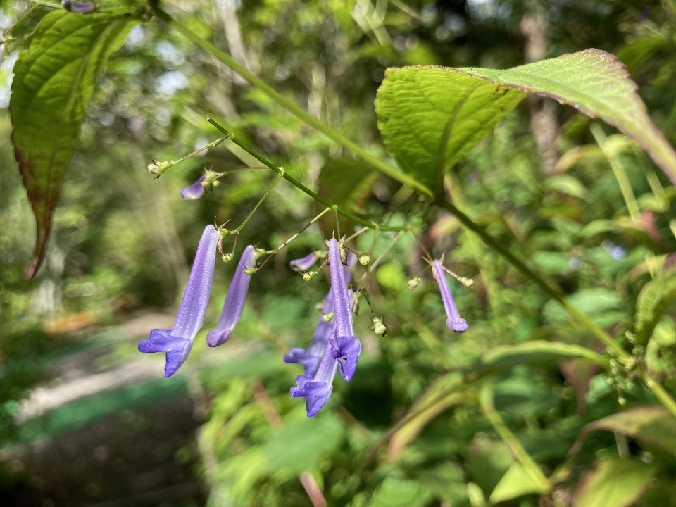 セキヤノアキチョウジの花の写真