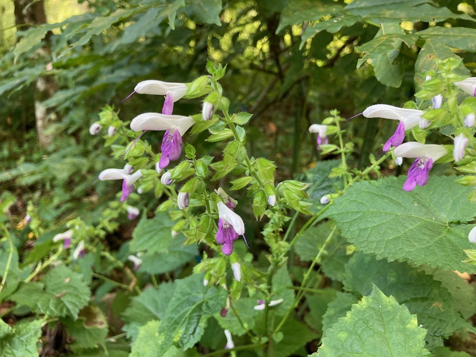 アキギリの花の写真