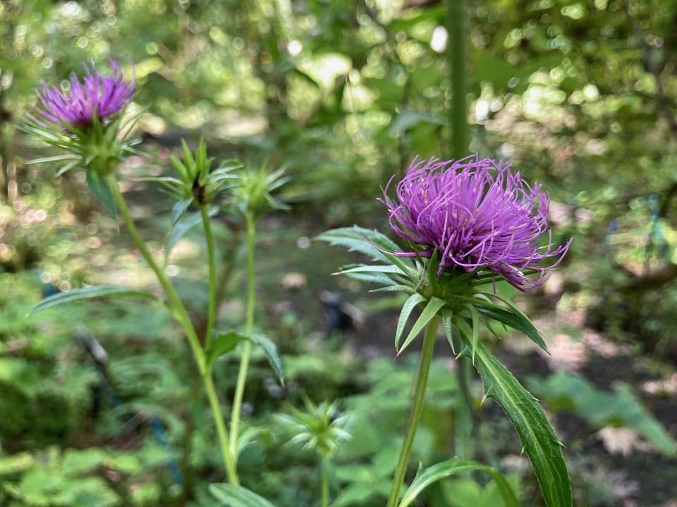モリアザミの花の写真