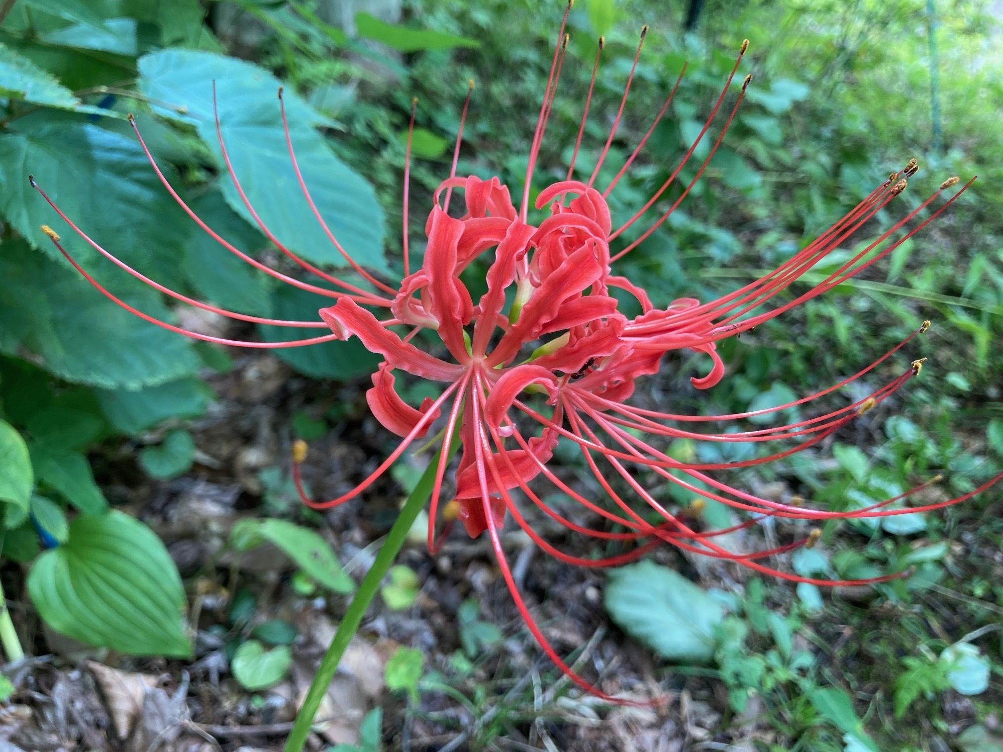 ヒガンバナの花の写真