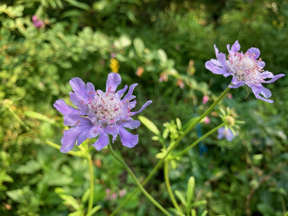 マツムシソウの花の写真