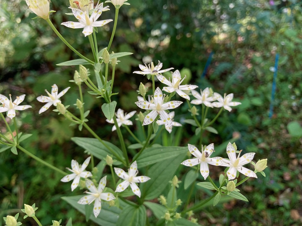 アケボノソウの花の写真