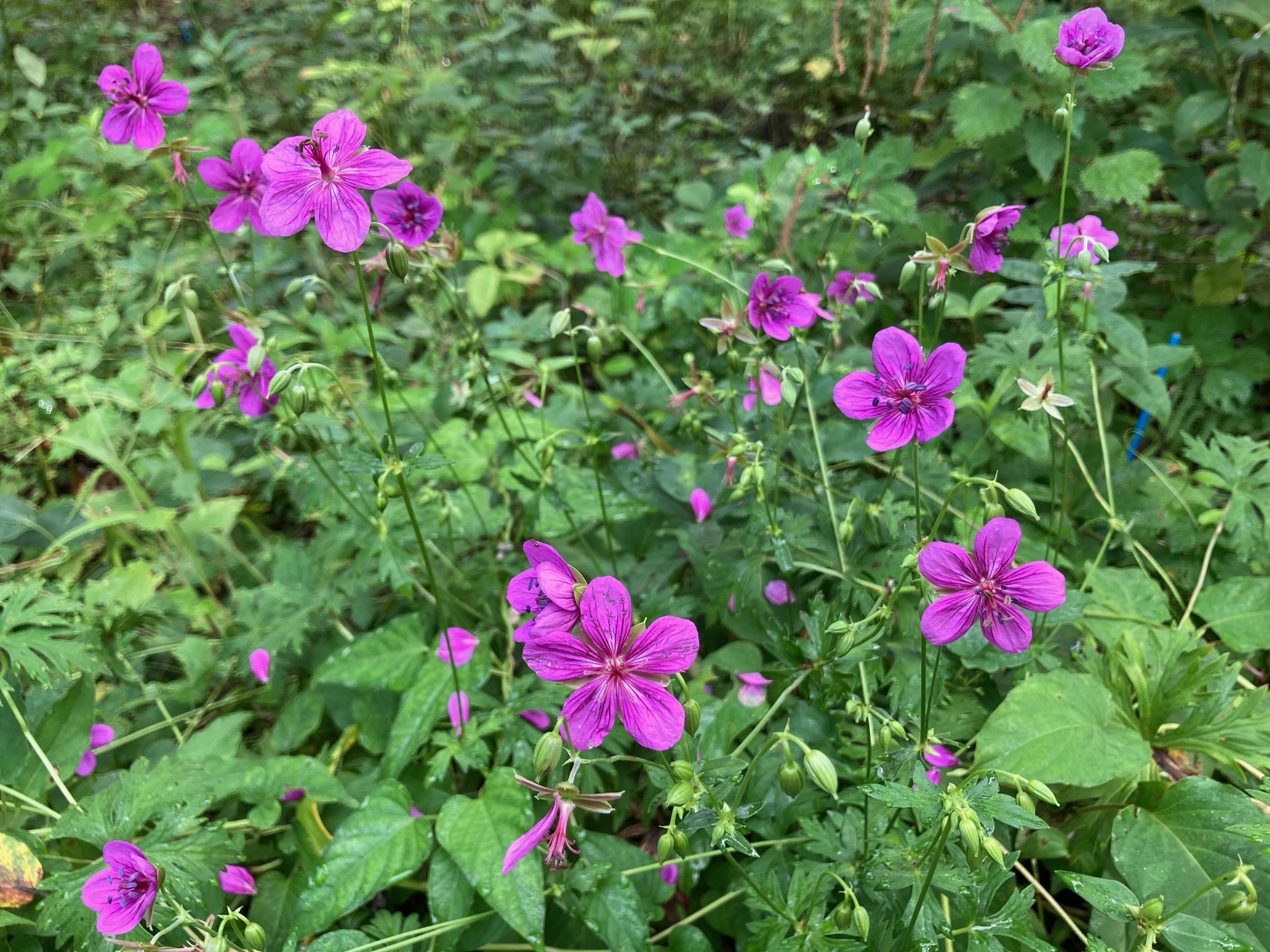 アサマフウロの花の写真