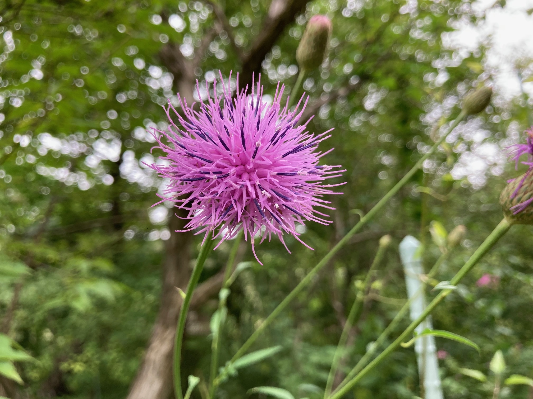 タムラソウの花の写真