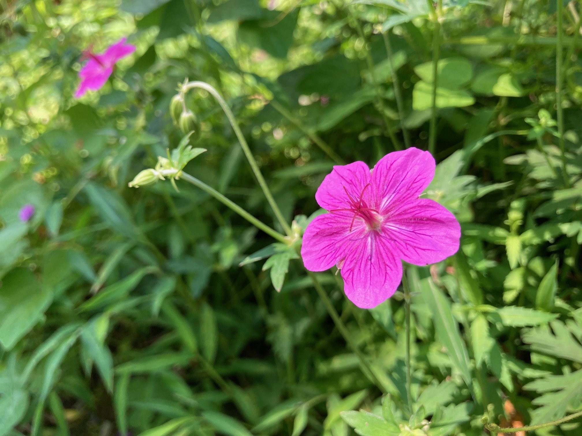 アサマフウロの花の写真