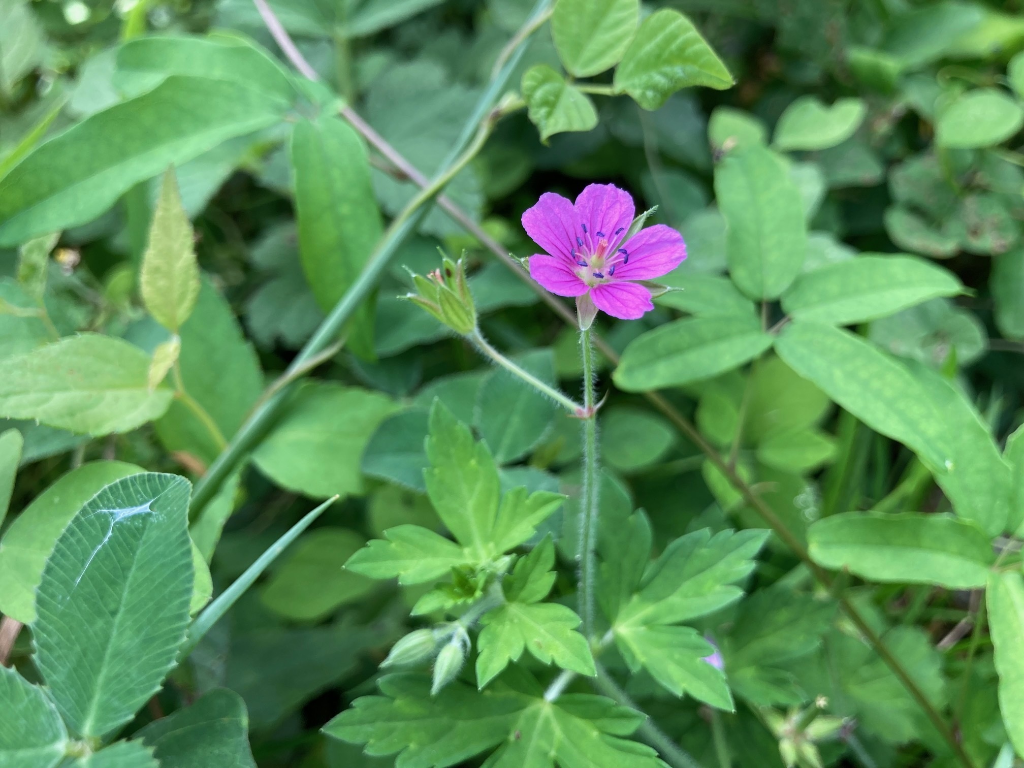 ゲンノショウコの花の写真