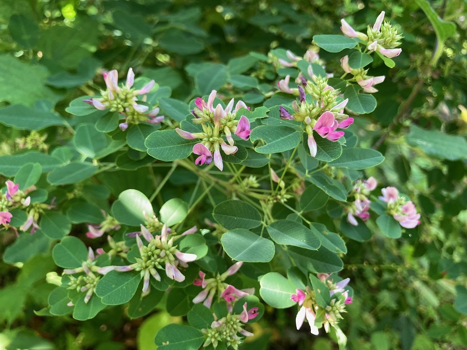 マルバハギの花の写真